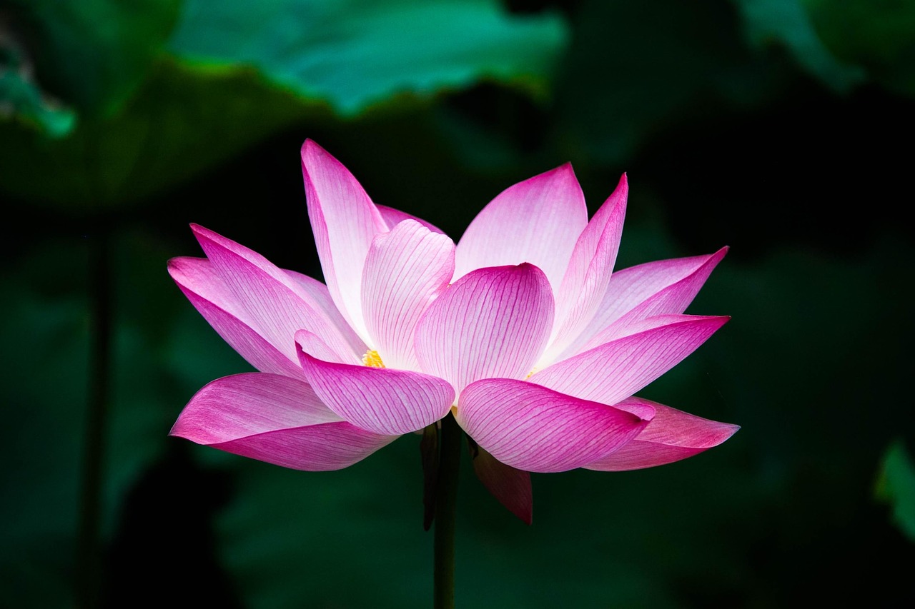lotus-978659_1280